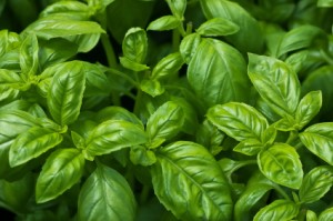 Basil