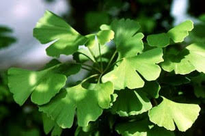 Ginkgo-Biloba