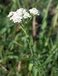 acchillea