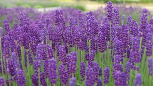 lavender