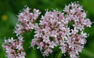 valeriana